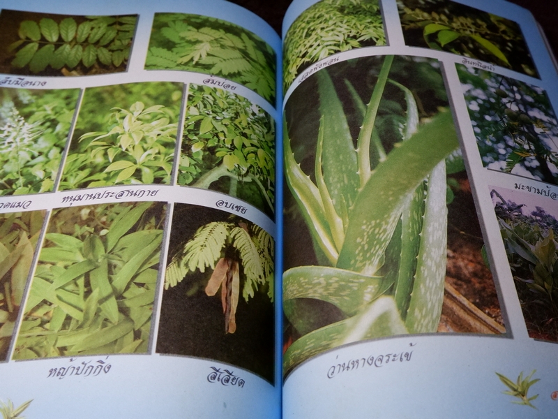 สมุนไพรเพื่อการบำบัดโรค เเก้ว กาญจนา