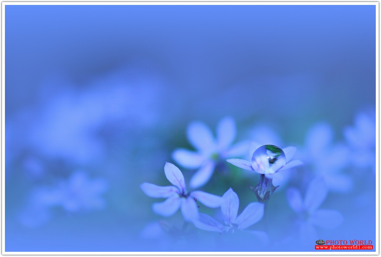 วอลเปเปอร์รูปภาพติดผนังสั่งทำ มีภาพให้เลือกกว่า 50,000 ภาพ ออกแบบกราฟฟิค หรือ รูปภาพตามที่ท่านกำหนด ในสไตล์ท่านเอง "custom made"