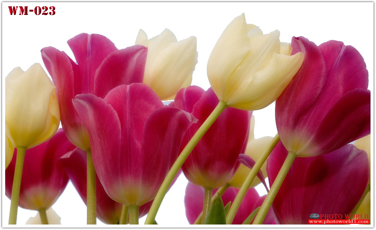 วอลเปเปอร์รูปภาพติดผนังสั่งทำ มีภาพให้เลือกกว่า 50,000 ภาพ ออกแบบกราฟฟิค หรือ รูปภาพตามที่ท่านกำหนด ในสไตล์ท่านเอง "custom made"