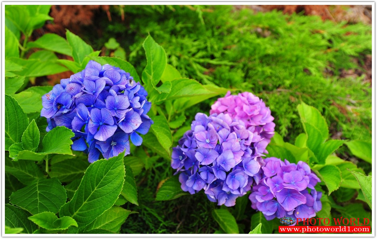 วอลเปเปอร์รูปภาพติดผนังสั่งทำ มีภาพให้เลือกกว่า 50,000 ภาพ ออกแบบกราฟฟิค หรือ รูปภาพตามที่ท่านกำหนด ในสไตล์ท่านเอง "custom made"