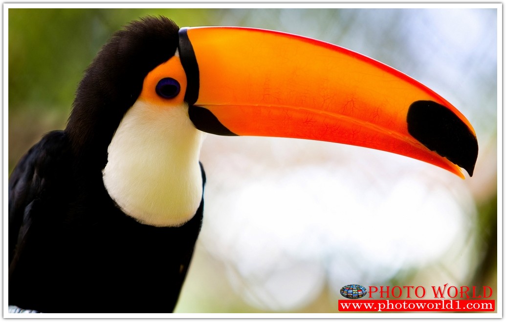 วอลเปเปอร์รูปภาพติดผนังสั่งทำ มีภาพให้เลือกกว่า 50,000 ภาพ ออกแบบกราฟฟิค หรือ รูปภาพตามที่ท่านกำหนด ในสไตล์ท่านเอง "custom made"