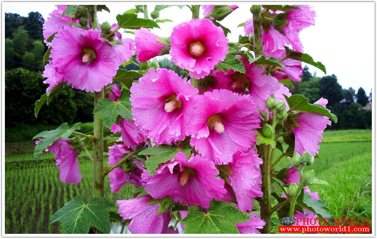 วอลเปเปอร์รูปภาพติดผนังสั่งทำ มีภาพให้เลือกกว่า 50,000 ภาพ ออกแบบกราฟฟิค หรือ รูปภาพตามที่ท่านกำหนด ในสไตล์ท่านเอง "custom made"