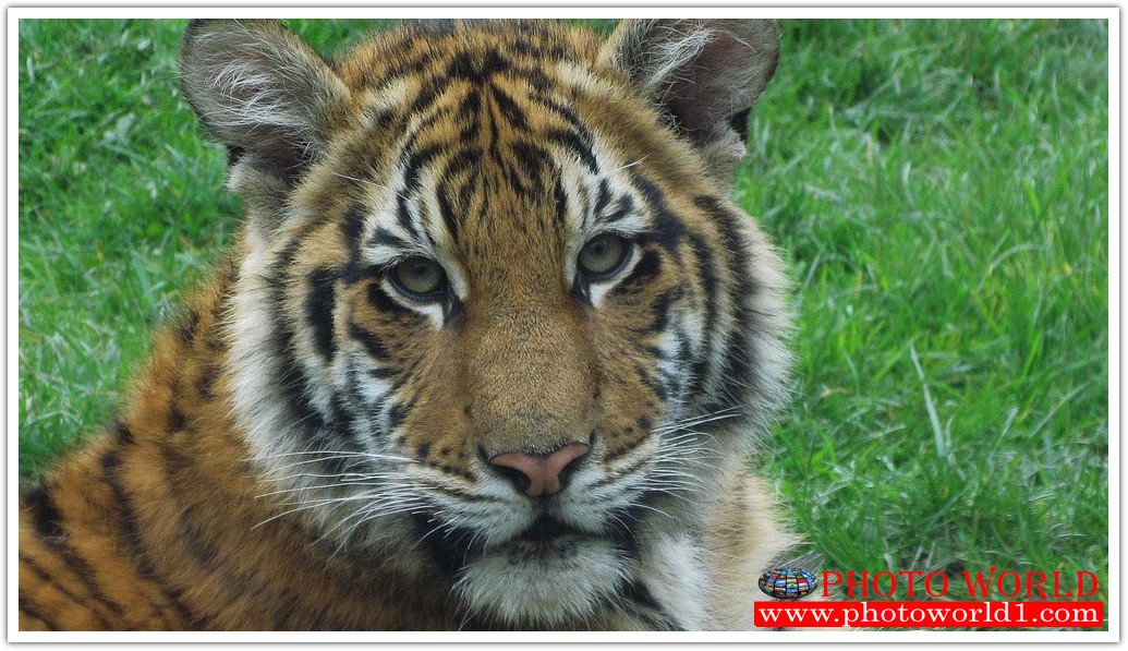 วอลเปเปอร์รูปภาพติดผนังสั่งทำ มีภาพให้เลือกกว่า 50,000 ภาพ ออกแบบกราฟฟิค หรือ รูปภาพตามที่ท่านกำหนด ในสไตล์ท่านเอง "custom made"