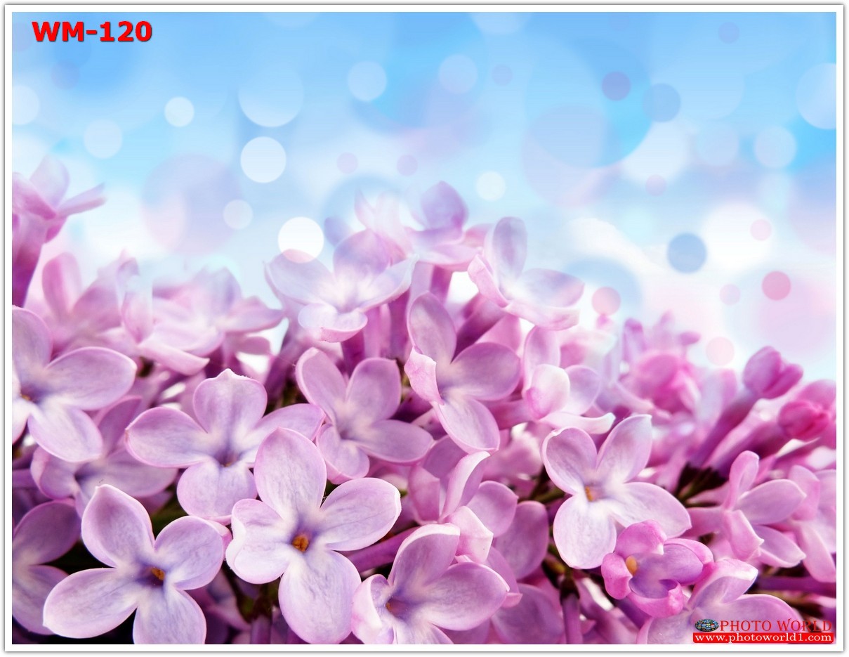 วอลเปเปอร์รูปภาพติดผนังสั่งทำ มีภาพให้เลือกกว่า 50,000 ภาพ ออกแบบกราฟฟิค หรือ รูปภาพตามที่ท่านกำหนด ในสไตล์ท่านเอง "custom made"