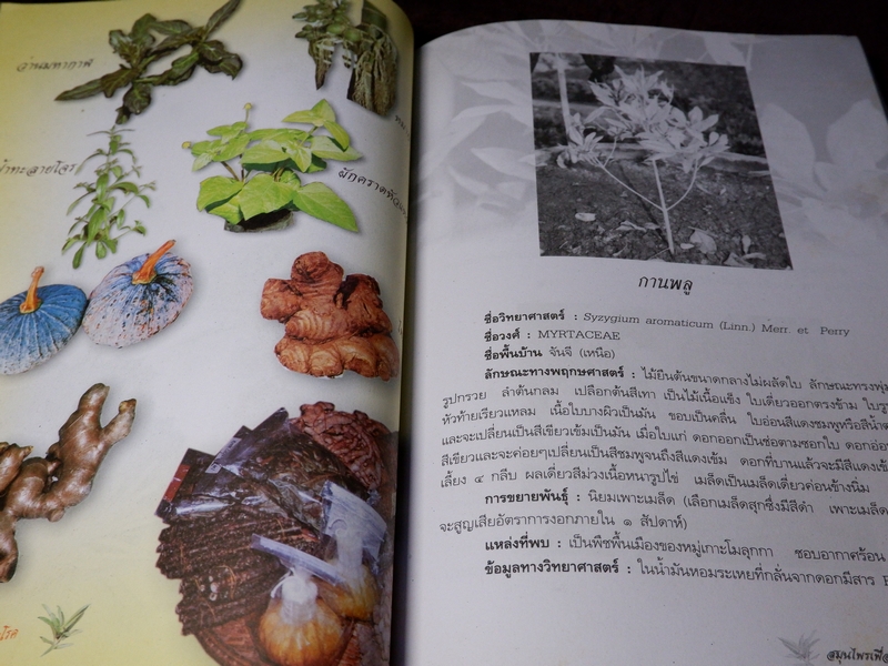 สมุนไพรเพื่อการบำบัดโรค เเก้ว กาญจนา