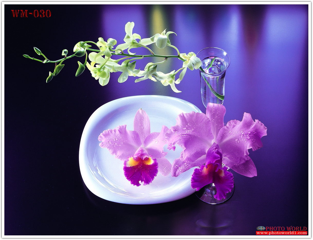 วอลเปเปอร์รูปภาพติดผนังสั่งทำ มีภาพให้เลือกกว่า 50,000 ภาพ ออกแบบกราฟฟิค หรือ รูปภาพตามที่ท่านกำหนด ในสไตล์ท่านเอง "custom made"