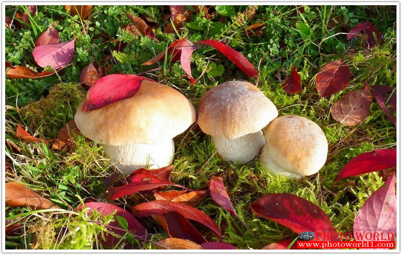 NATURAL วอลเปเปอร์รูปภาพติดผนังสั่งทำ มีภาพให้เลือกกว่า 50,000 ภาพ ออกแบบกราฟฟิค หรือ รูปภาพตามที่ท่านกำหนด ในสไตล์ท่านเอง "custom made"