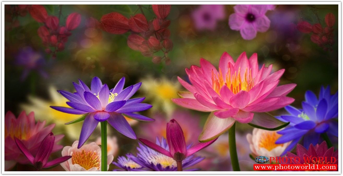 วอลเปเปอร์รูปภาพติดผนังสั่งทำ มีภาพให้เลือกกว่า 50,000 ภาพ ออกแบบกราฟฟิค หรือ รูปภาพตามที่ท่านกำหนด ในสไตล์ท่านเอง "custom made"