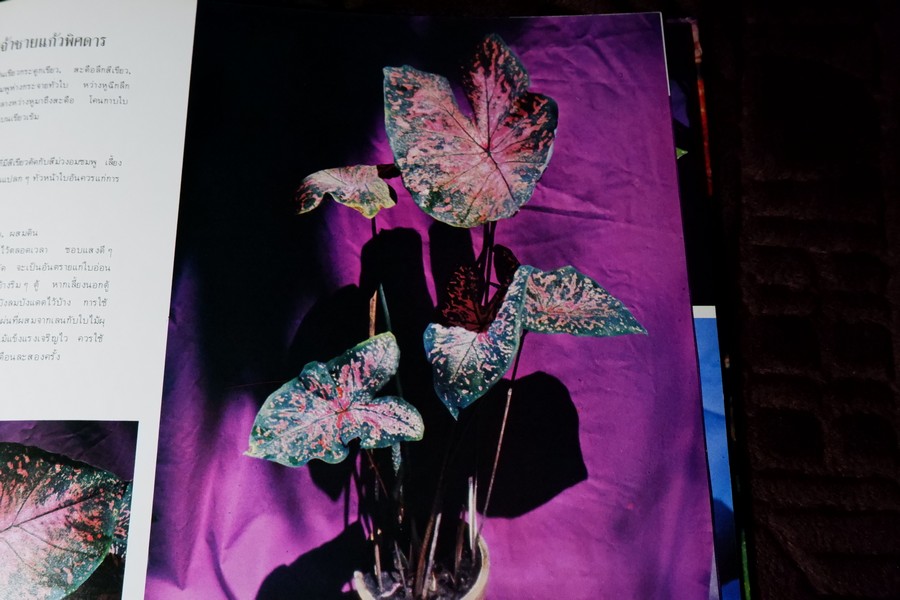 ตะลุยดงบอน โดย เชษฐา ปกเเข็ง 113 หน้า ปี 2524