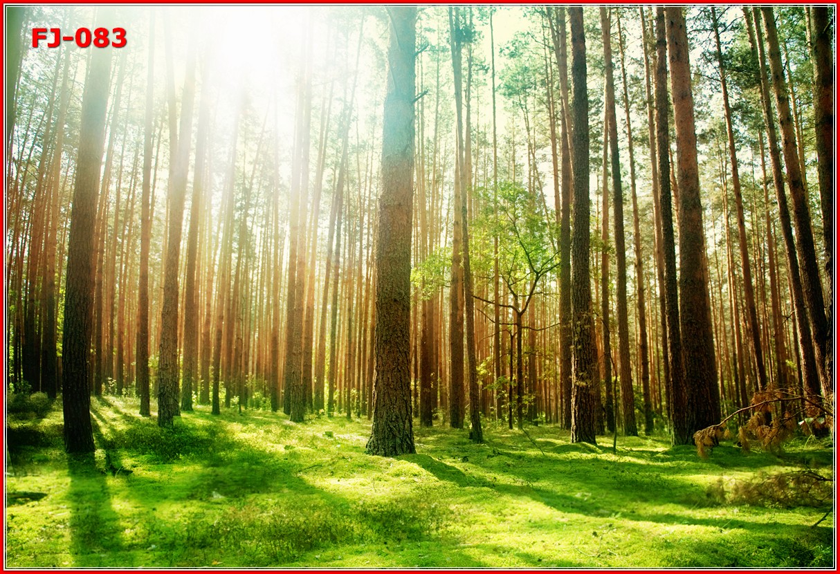 วอลเปเปอร์รูปภาพติดผนังสั่งทำ มีภาพให้เลือกกว่า 50,000 ภาพ ออกแบบกราฟฟิค หรือ รูปภาพตามที่ท่านกำหนด ในสไตล์ท่านเอง "custom made"