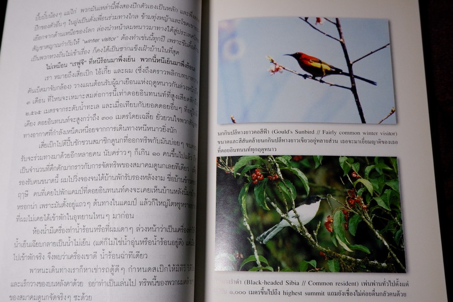 นักเลงนก ท่องไพรไปดูนกเเบบหัวหกก้นขวิด โดย ปริญญา ผดุงถิ่น