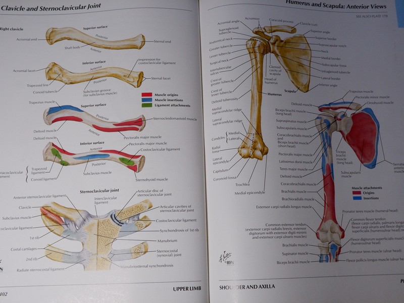 Atlas of Human Anatomyของ Frank H. Netter, MD