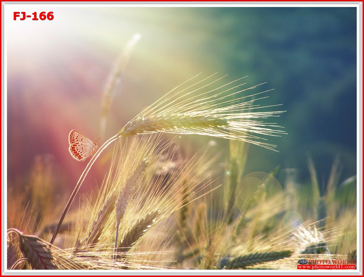 วอลเปเปอร์รูปภาพติดผนังสั่งทำ มีภาพให้เลือกกว่า 50,000 ภาพ ออกแบบกราฟฟิค หรือ รูปภาพตามที่ท่านกำหนด ในสไตล์ท่านเอง "custom made"