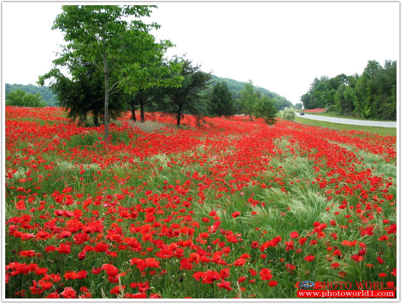 วอลเปเปอร์รูปภาพติดผนังสั่งทำ มีภาพให้เลือกกว่า 50,000 ภาพ ออกแบบกราฟฟิค หรือ รูปภาพตามที่ท่านกำหนด ในสไตล์ท่านเอง "custom made"