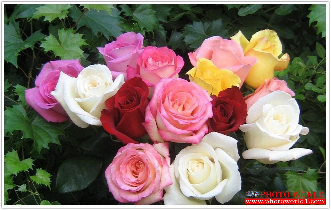 วอลเปเปอร์รูปภาพติดผนังสั่งทำ มีภาพให้เลือกกว่า 50,000 ภาพ ออกแบบกราฟฟิค หรือ รูปภาพตามที่ท่านกำหนด ในสไตล์ท่านเอง "custom made"