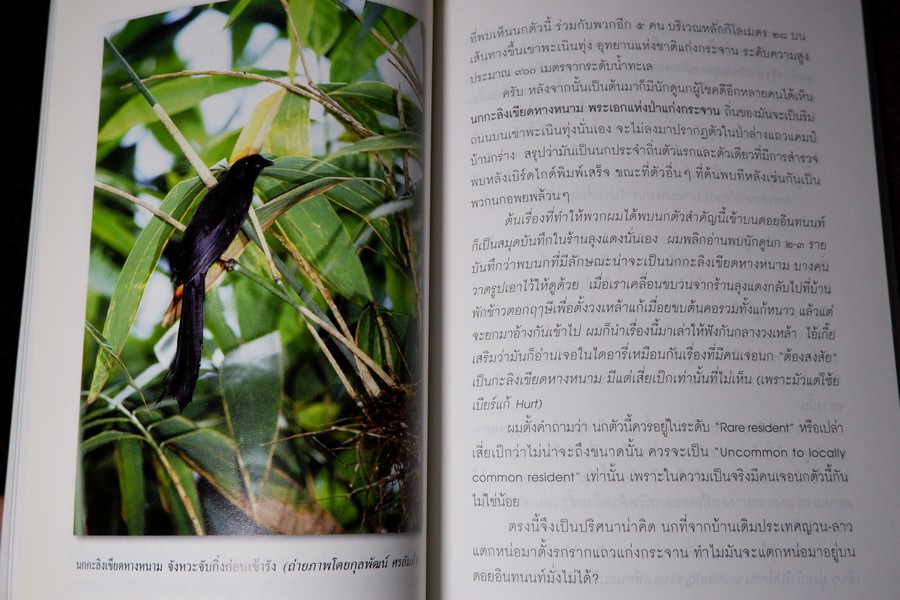 นักเลงนก ท่องไพรไปดูนกเเบบหัวหกก้นขวิด โดย ปริญญา ผดุงถิ่น