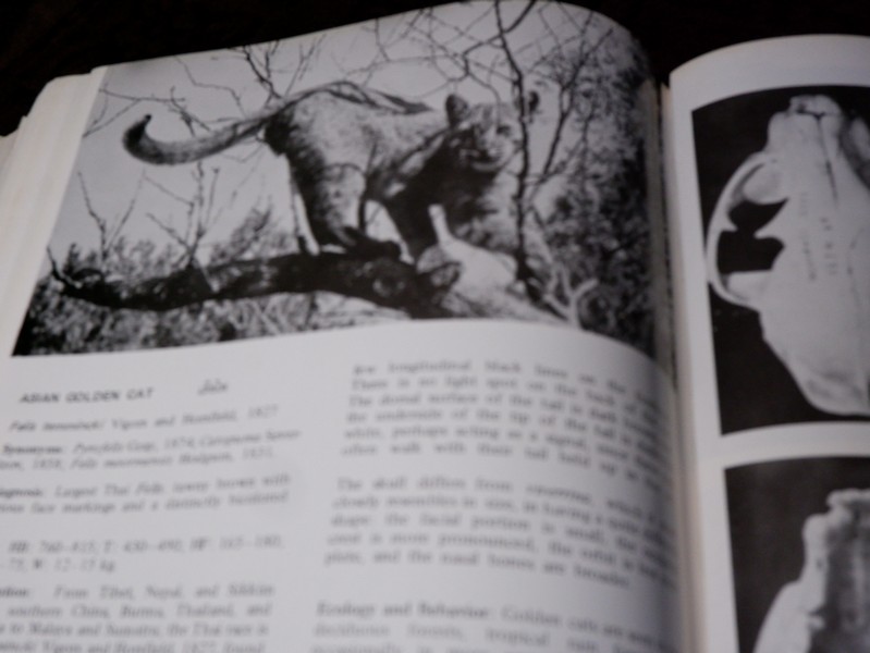 Mammals of Thailand by Boonsong Lekagul & Jeffrey A.Mc Neely 1`st Edition 1977 (สอบถาม)