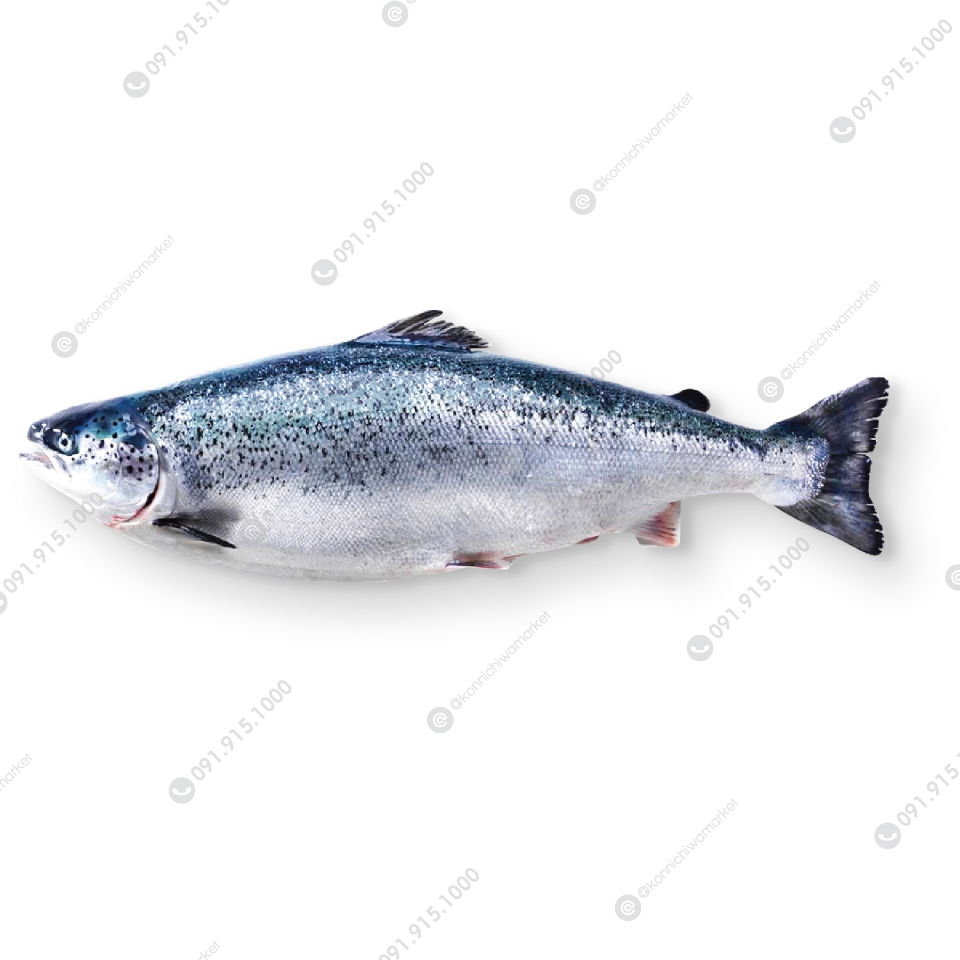 แซลมอนยกตัว / Fresh Salmon