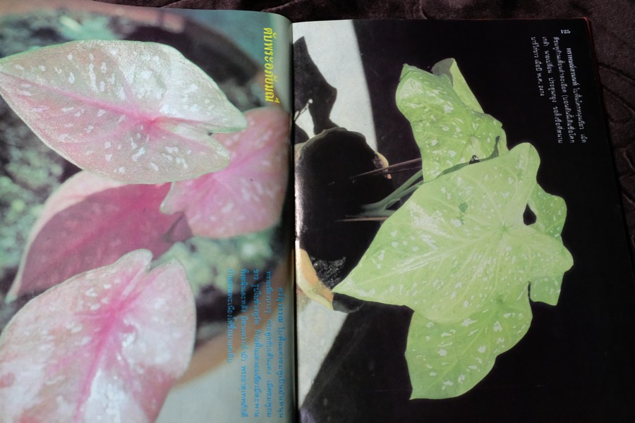 ตำนานบอนสี โดย เจริญ สุขพงษ์ ปกเเข็ง 200 หน้า ปี 2524