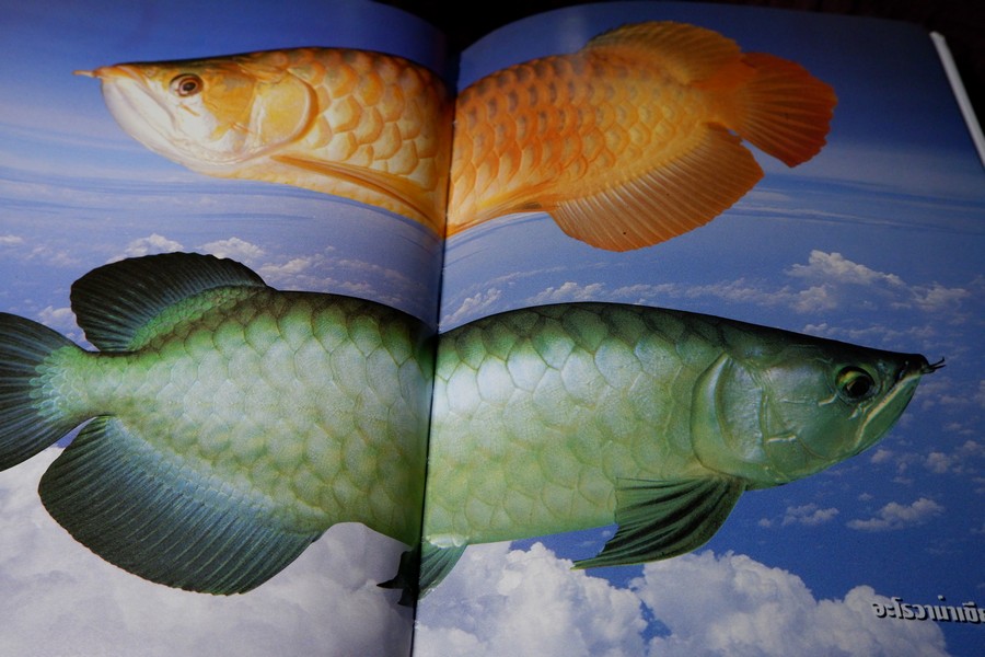 คู่มือ การเลี้ยงปลาอะโรวาน่า โดย สุรศักดิ์ วงศ์กิตติเวช ปกเเข็ง ปี 2543