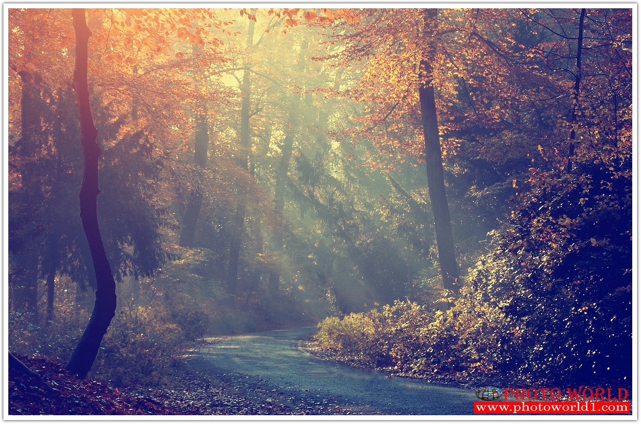 NATURAL วอลเปเปอร์รูปภาพติดผนังสั่งทำ มีภาพให้เลือกกว่า 50,000 ภาพ ออกแบบกราฟฟิค หรือ รูปภาพตามที่ท่านกำหนด ในสไตล์ท่านเอง "custom made"