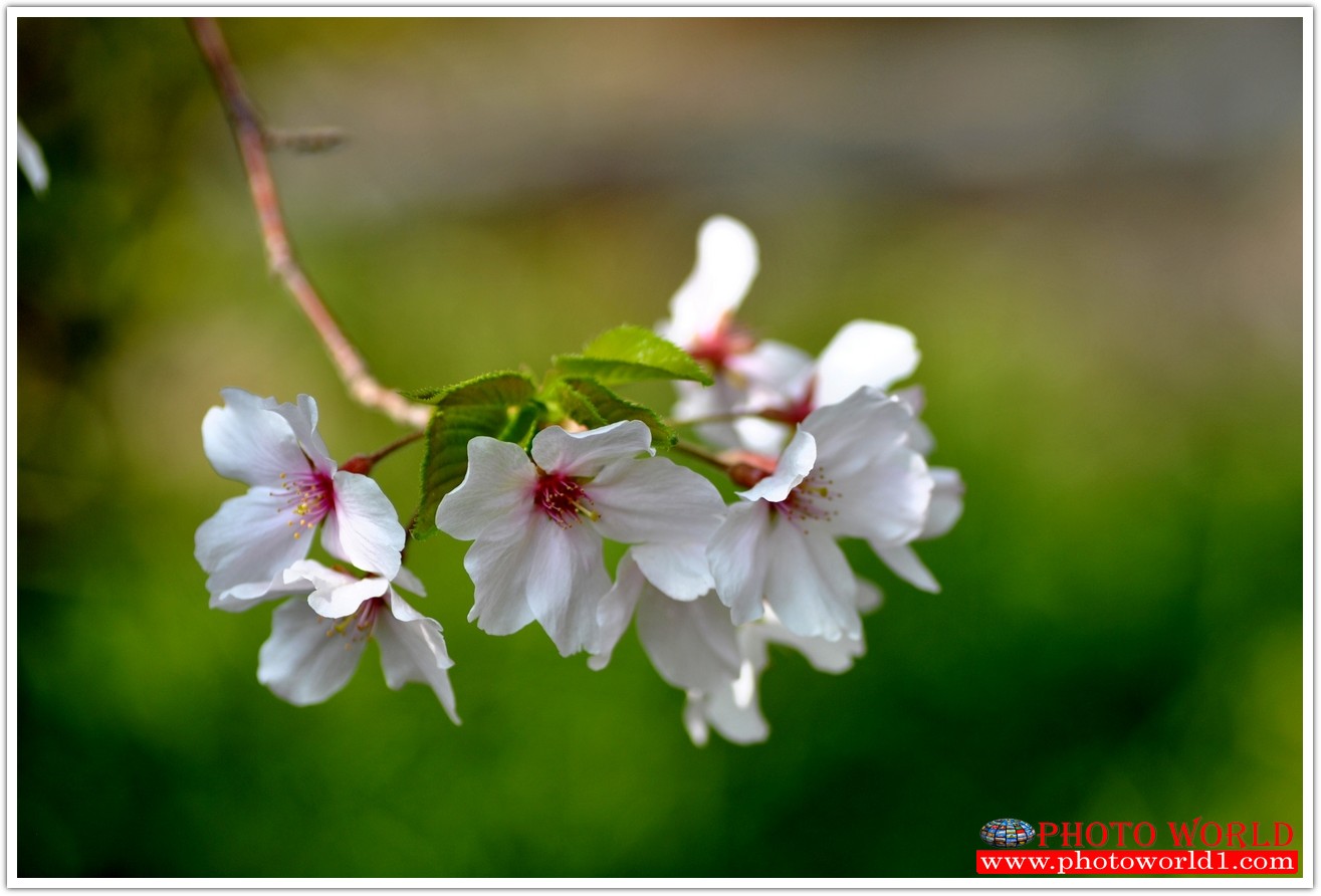 วอลเปเปอร์รูปภาพติดผนังสั่งทำ มีภาพให้เลือกกว่า 50,000 ภาพ ออกแบบกราฟฟิค หรือ รูปภาพตามที่ท่านกำหนด ในสไตล์ท่านเอง "custom made"