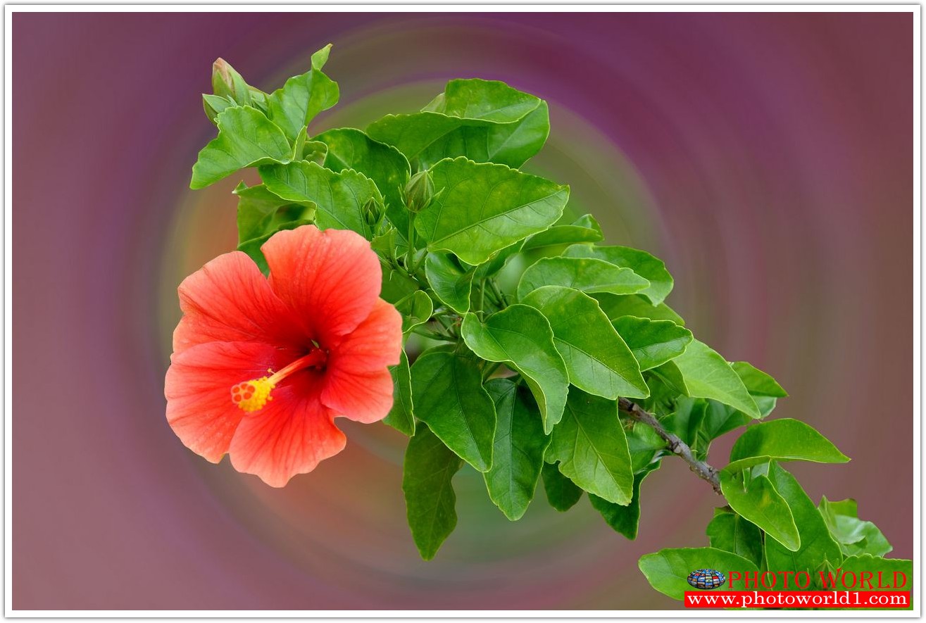 วอลเปเปอร์รูปภาพติดผนังสั่งทำ มีภาพให้เลือกกว่า 50,000 ภาพ ออกแบบกราฟฟิค หรือ รูปภาพตามที่ท่านกำหนด ในสไตล์ท่านเอง "custom made"