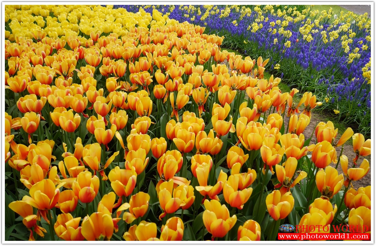 วอลเปเปอร์รูปภาพติดผนังสั่งทำ มีภาพให้เลือกกว่า 50,000 ภาพ ออกแบบกราฟฟิค หรือ รูปภาพตามที่ท่านกำหนด ในสไตล์ท่านเอง "custom made"