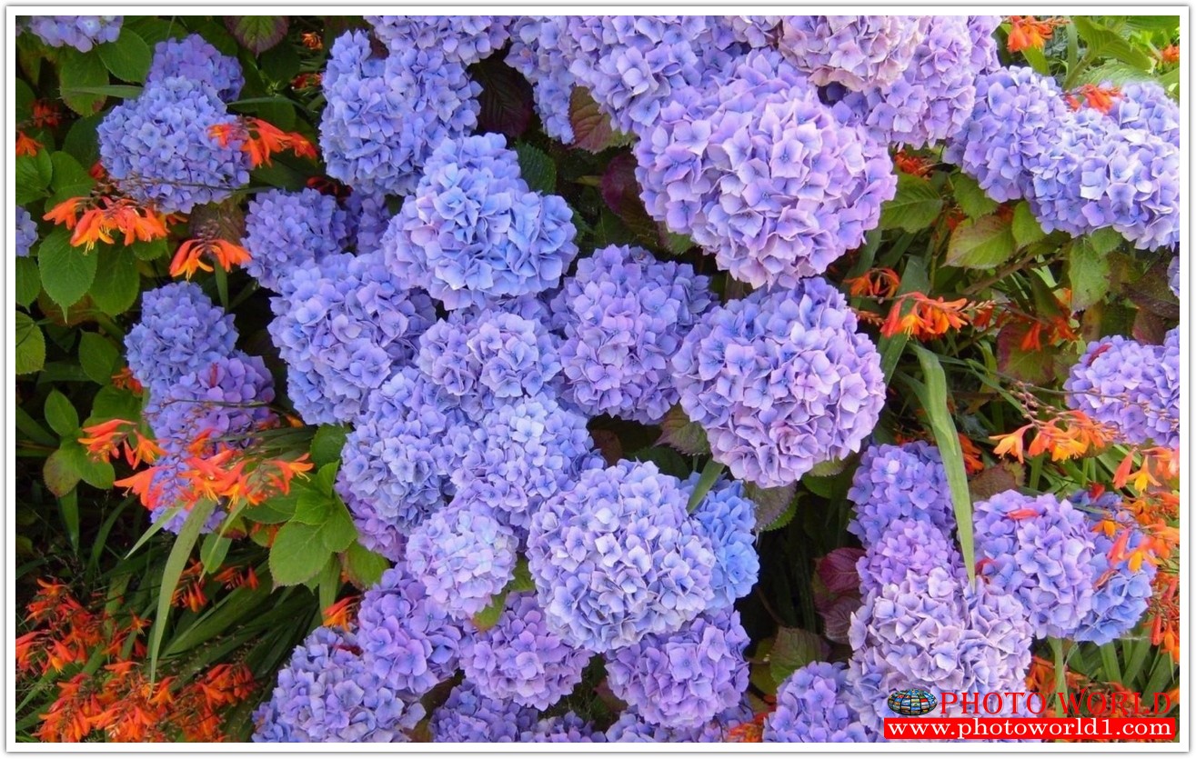 วอลเปเปอร์รูปภาพติดผนังสั่งทำ มีภาพให้เลือกกว่า 50,000 ภาพ ออกแบบกราฟฟิค หรือ รูปภาพตามที่ท่านกำหนด ในสไตล์ท่านเอง "custom made"