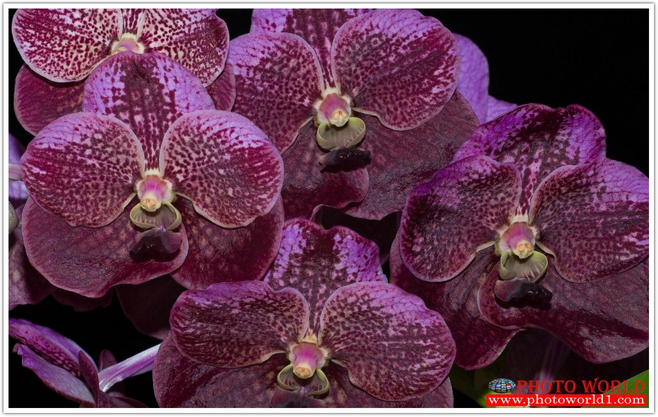 วอลเปเปอร์รูปภาพติดผนังสั่งทำ มีภาพให้เลือกกว่า 50,000 ภาพ ออกแบบกราฟฟิค หรือ รูปภาพตามที่ท่านกำหนด ในสไตล์ท่านเอง "custom made"