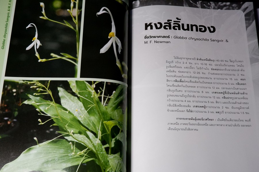 พืชวงศ์ขิง ในสวนพฤกษศาตร์สมเด็จพระนางเจ้าสิริกิติ์ ปกเเข็ง 436 หน้า