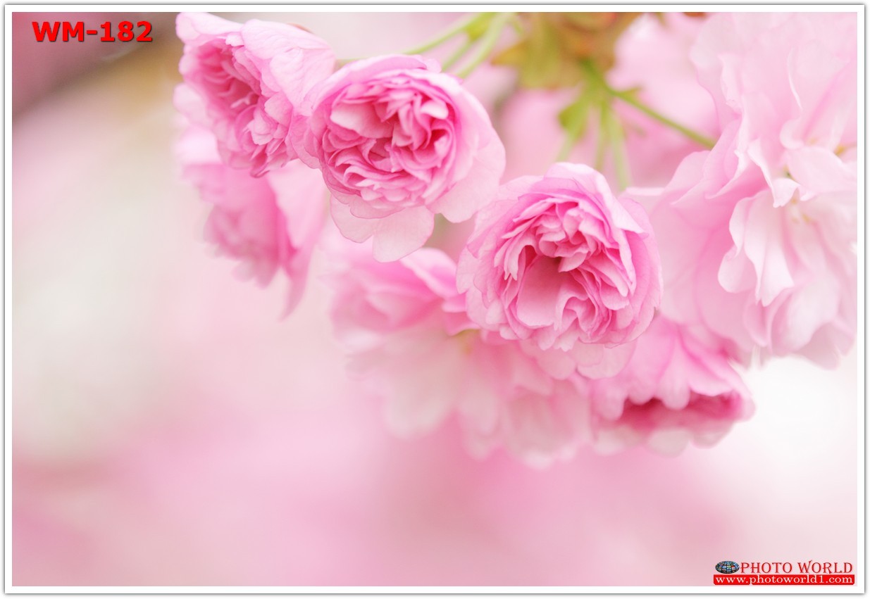 วอลเปเปอร์รูปภาพติดผนังสั่งทำ มีภาพให้เลือกกว่า 50,000 ภาพ ออกแบบกราฟฟิค หรือ รูปภาพตามที่ท่านกำหนด ในสไตล์ท่านเอง "custom made"