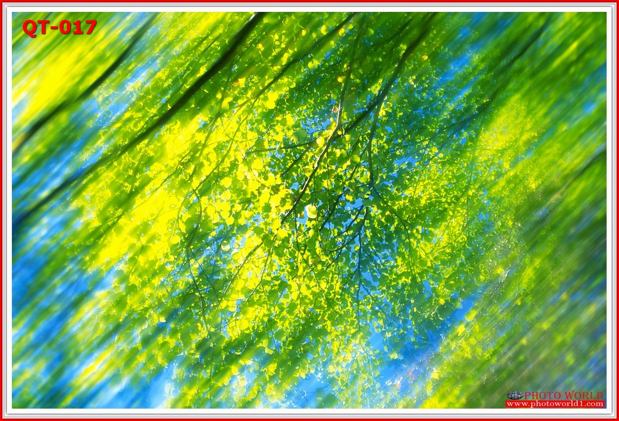 วอลเปเปอร์รูปภาพติดผนังสั่งทำ มีภาพให้เลือกกว่า 50,000 ภาพ ออกแบบกราฟฟิค หรือ รูปภาพตามที่ท่านกำหนด ในสไตล์ท่านเอง "custom made"