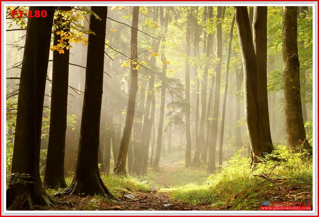 วอลเปเปอร์รูปภาพติดผนังสั่งทำ มีภาพให้เลือกกว่า 50,000 ภาพ ออกแบบกราฟฟิค หรือ รูปภาพตามที่ท่านกำหนด ในสไตล์ท่านเอง "custom made"