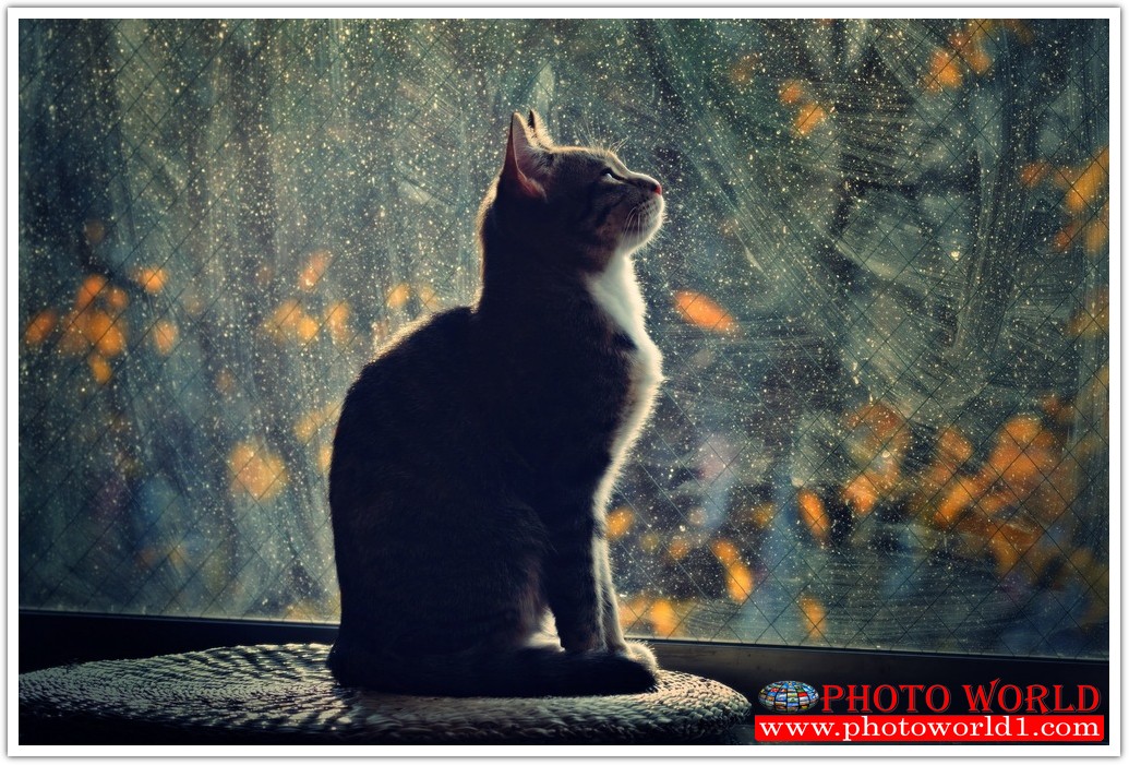 วอลเปเปอร์รูปภาพติดผนังสั่งทำ มีภาพให้เลือกกว่า 50,000 ภาพ ออกแบบกราฟฟิค หรือ รูปภาพตามที่ท่านกำหนด ในสไตล์ท่านเอง "custom made"