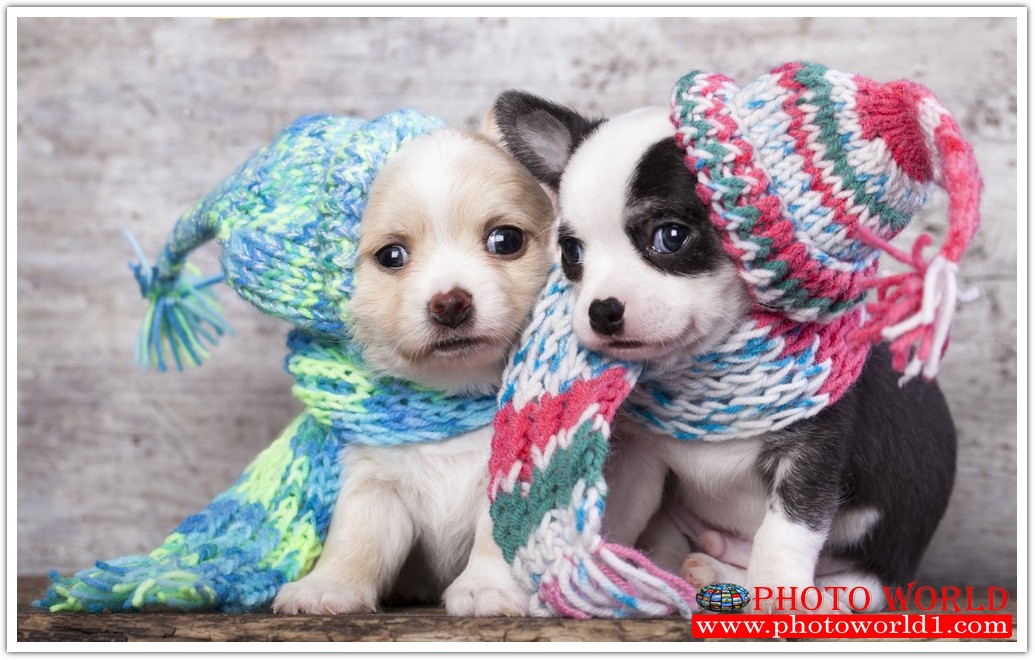 วอลเปเปอร์รูปภาพติดผนังสั่งทำ มีภาพให้เลือกกว่า 50,000 ภาพ ออกแบบกราฟฟิค หรือ รูปภาพตามที่ท่านกำหนด ในสไตล์ท่านเอง "custom made"