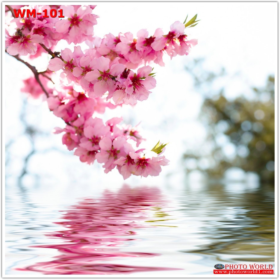 วอลเปเปอร์รูปภาพติดผนังสั่งทำ มีภาพให้เลือกกว่า 50,000 ภาพ ออกแบบกราฟฟิค หรือ รูปภาพตามที่ท่านกำหนด ในสไตล์ท่านเอง "custom made"