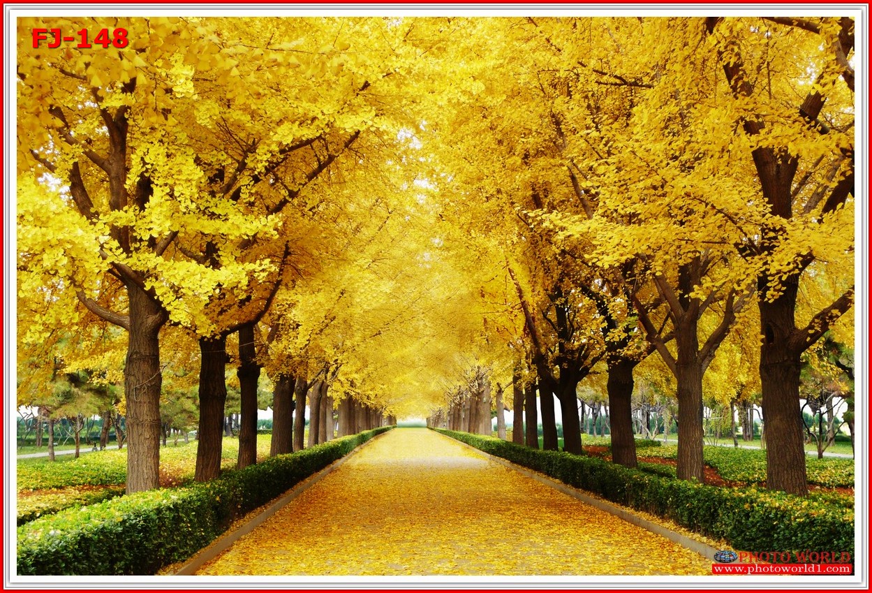วอลเปเปอร์รูปภาพติดผนังสั่งทำ มีภาพให้เลือกกว่า 50,000 ภาพ ออกแบบกราฟฟิค หรือ รูปภาพตามที่ท่านกำหนด ในสไตล์ท่านเอง "custom made"