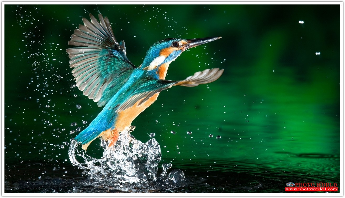 วอลเปเปอร์รูปภาพติดผนังสั่งทำ มีภาพให้เลือกกว่า 50,000 ภาพ ออกแบบกราฟฟิค หรือ รูปภาพตามที่ท่านกำหนด ในสไตล์ท่านเอง "custom made"