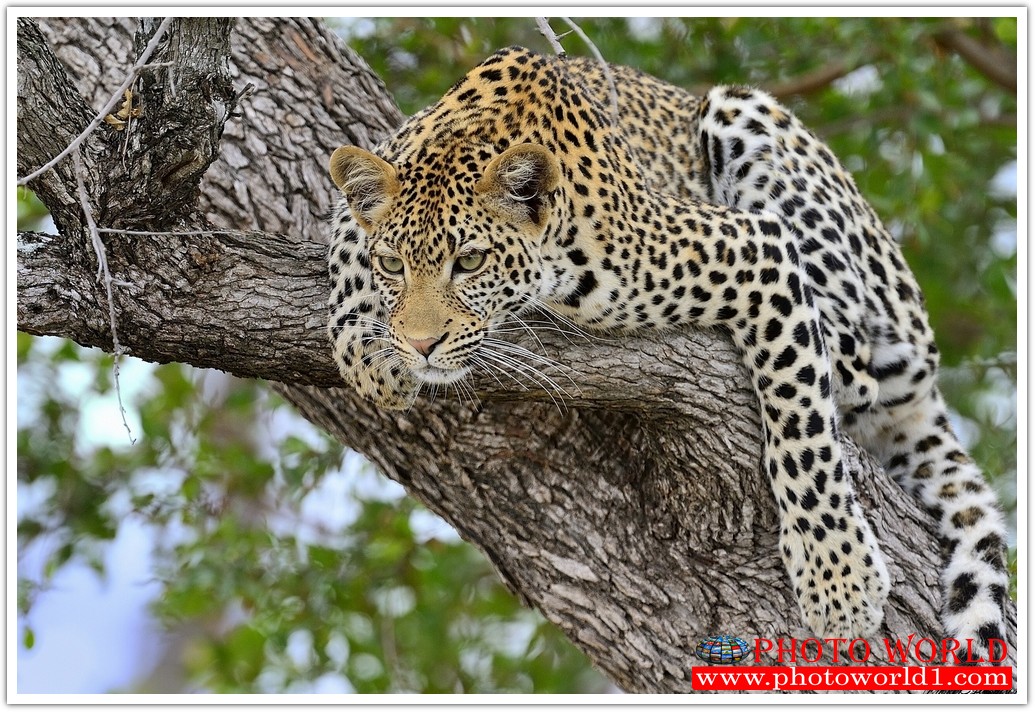 วอลเปเปอร์รูปภาพติดผนังสั่งทำ มีภาพให้เลือกกว่า 50,000 ภาพ ออกแบบกราฟฟิค หรือ รูปภาพตามที่ท่านกำหนด ในสไตล์ท่านเอง "custom made"