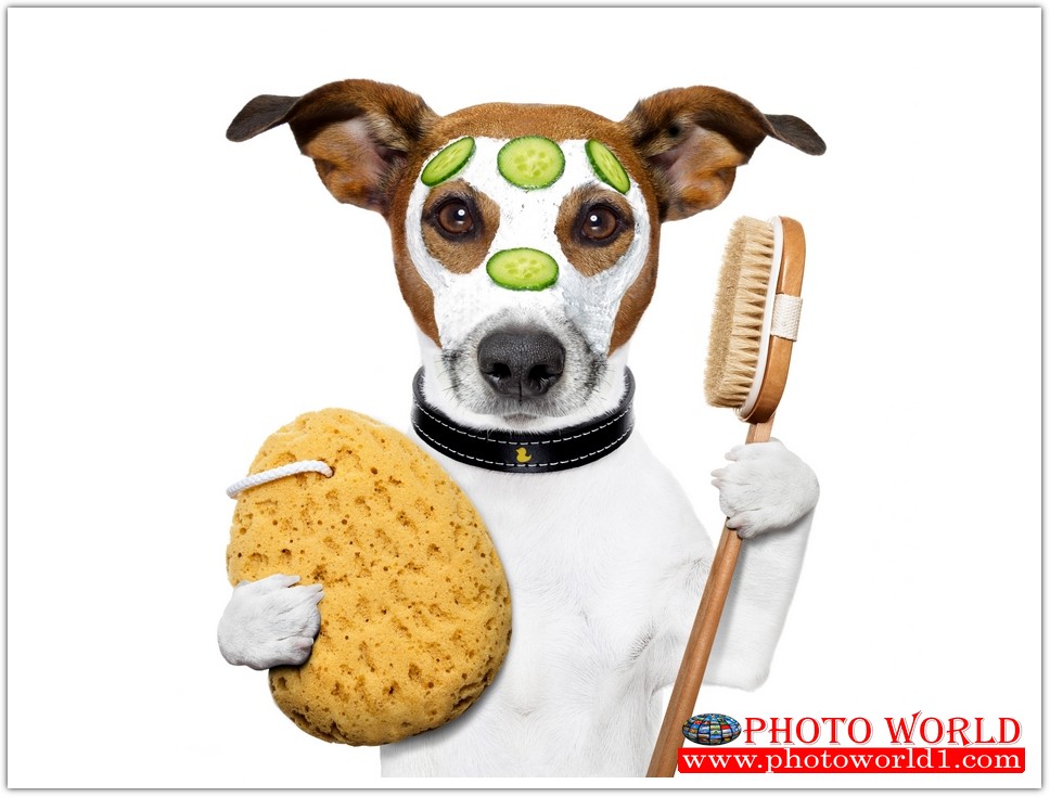 วอลเปเปอร์รูปภาพติดผนังสั่งทำ มีภาพให้เลือกกว่า 50,000 ภาพ ออกแบบกราฟฟิค หรือ รูปภาพตามที่ท่านกำหนด ในสไตล์ท่านเอง "custom made"