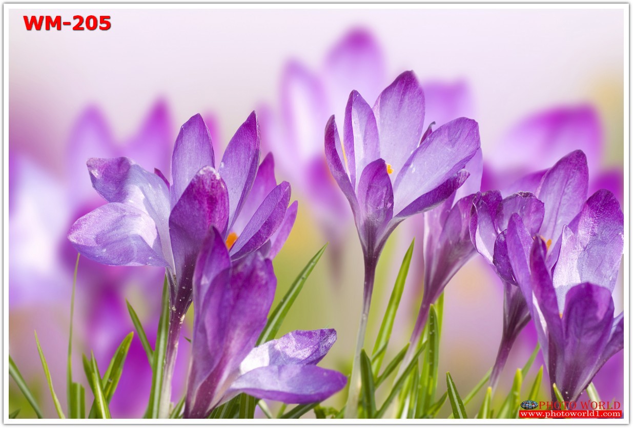 วอลเปเปอร์รูปภาพติดผนังสั่งทำ มีภาพให้เลือกกว่า 50,000 ภาพ ออกแบบกราฟฟิค หรือ รูปภาพตามที่ท่านกำหนด ในสไตล์ท่านเอง "custom made"