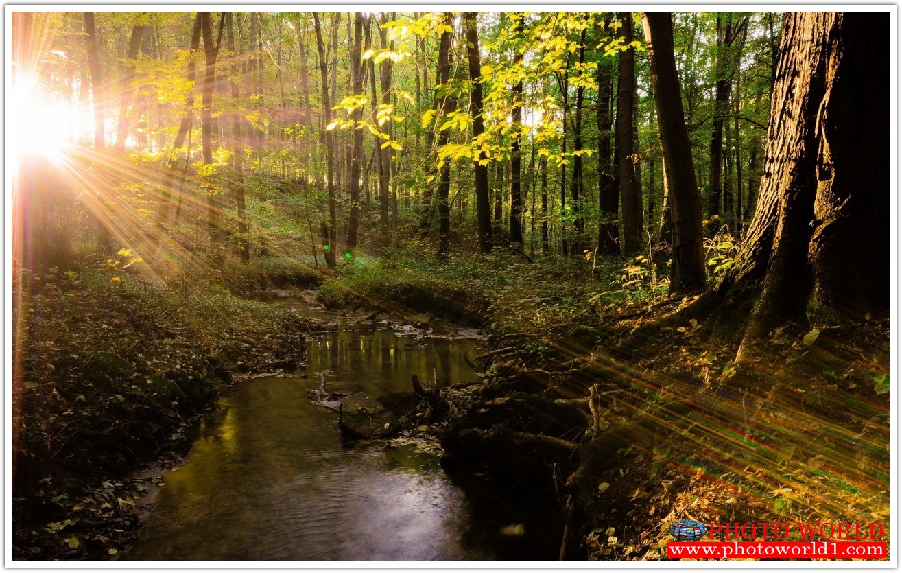 NATURAL วอลเปเปอร์รูปภาพติดผนังสั่งทำ มีภาพให้เลือกกว่า 50,000 ภาพ ออกแบบกราฟฟิค หรือ รูปภาพตามที่ท่านกำหนด ในสไตล์ท่านเอง "custom made"