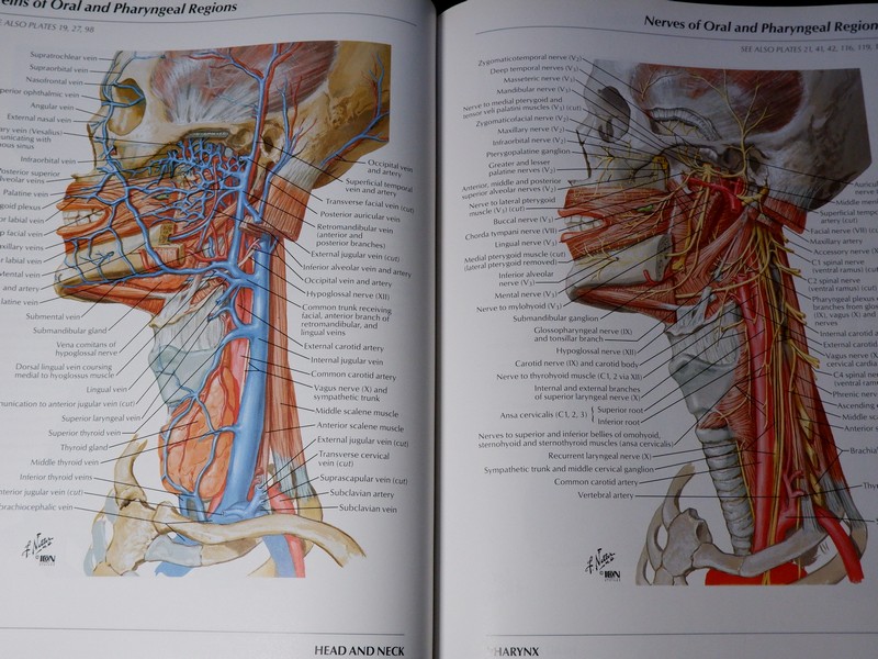 Atlas of Human Anatomyของ Frank H. Netter, MD