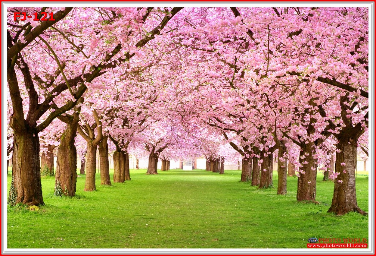 วอลเปเปอร์รูปภาพติดผนังสั่งทำ มีภาพให้เลือกกว่า 50,000 ภาพ ออกแบบกราฟฟิค หรือ รูปภาพตามที่ท่านกำหนด ในสไตล์ท่านเอง "custom made"