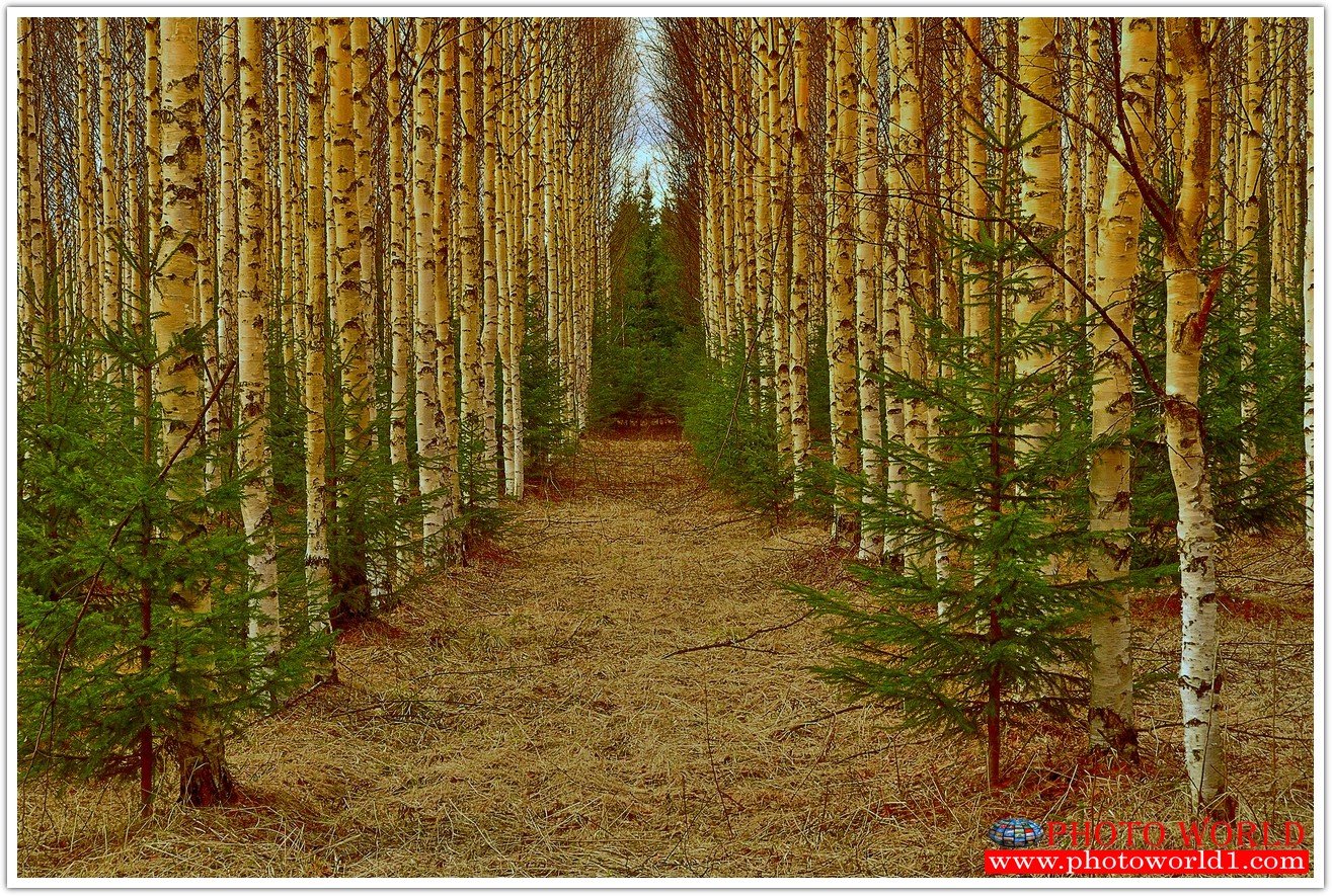 NATURAL วอลเปเปอร์รูปภาพติดผนังสั่งทำ มีภาพให้เลือกกว่า 50,000 ภาพ ออกแบบกราฟฟิค หรือ รูปภาพตามที่ท่านกำหนด ในสไตล์ท่านเอง "custom made"