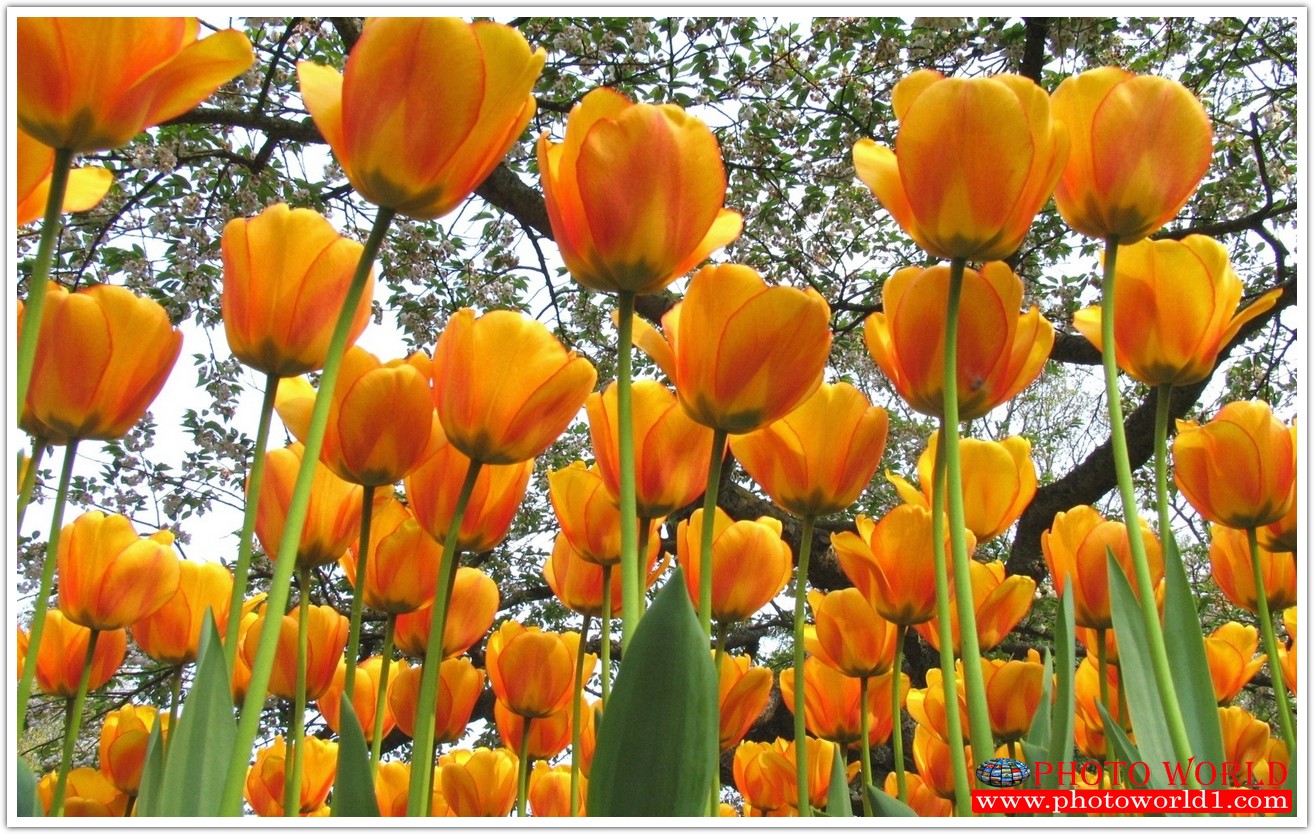 วอลเปเปอร์รูปภาพติดผนังสั่งทำ มีภาพให้เลือกกว่า 50,000 ภาพ ออกแบบกราฟฟิค หรือ รูปภาพตามที่ท่านกำหนด ในสไตล์ท่านเอง "custom made"