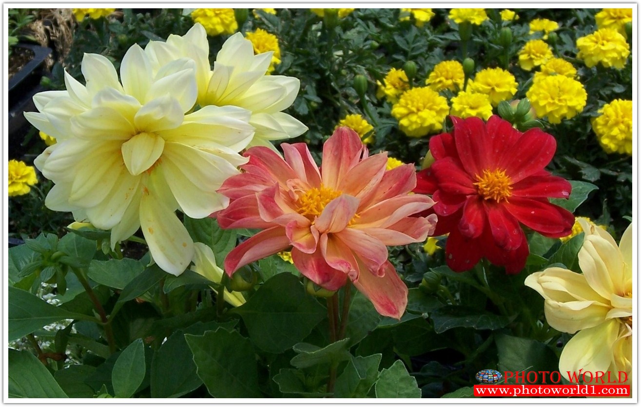 วอลเปเปอร์รูปภาพติดผนังสั่งทำ มีภาพให้เลือกกว่า 50,000 ภาพ ออกแบบกราฟฟิค หรือ รูปภาพตามที่ท่านกำหนด ในสไตล์ท่านเอง "custom made"