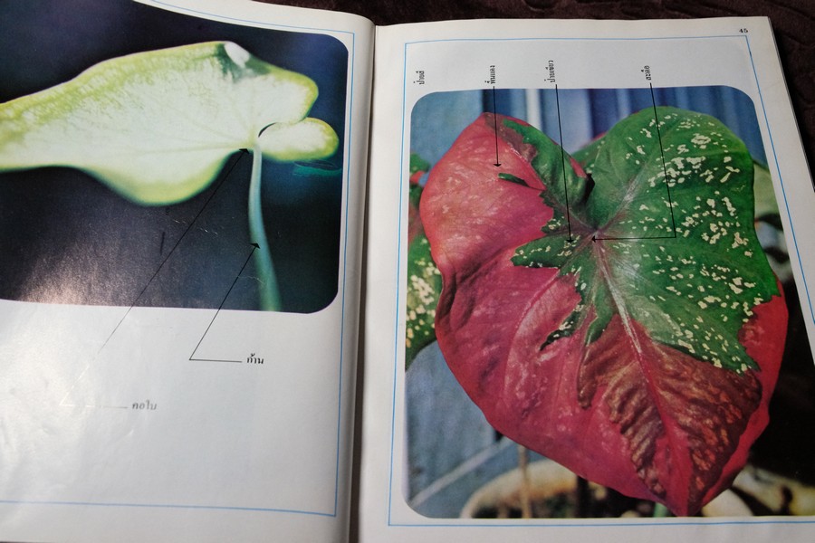 ตำนานบอนสี โดย เจริญ สุขพงษ์ ปกเเข็ง 200 หน้า ปี 2524