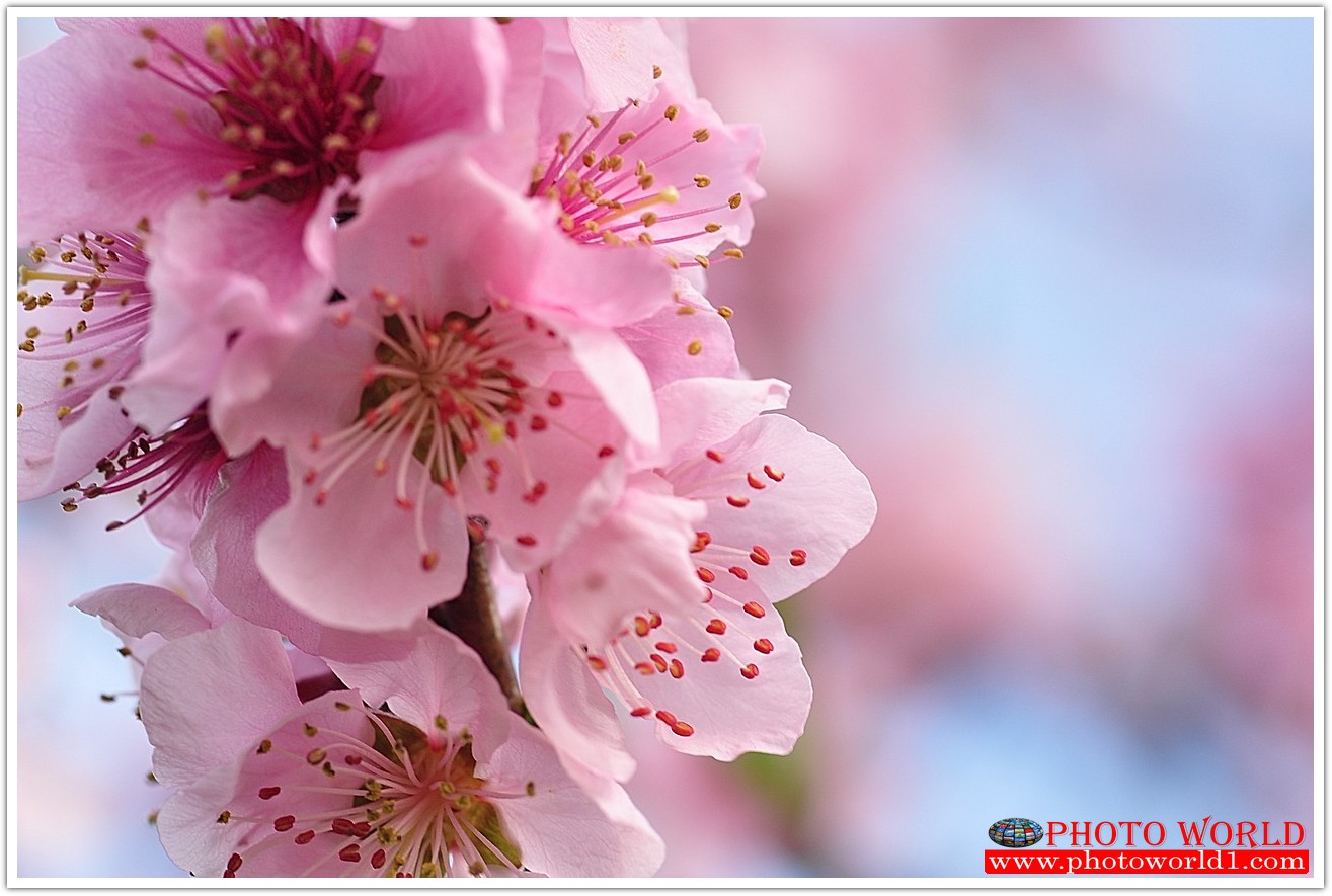 วอลเปเปอร์รูปภาพติดผนังสั่งทำ มีภาพให้เลือกกว่า 50,000 ภาพ ออกแบบกราฟฟิค หรือ รูปภาพตามที่ท่านกำหนด ในสไตล์ท่านเอง "custom made"